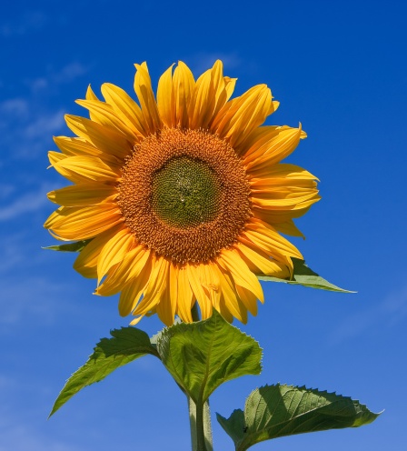 Sunflower_sky_backdrop